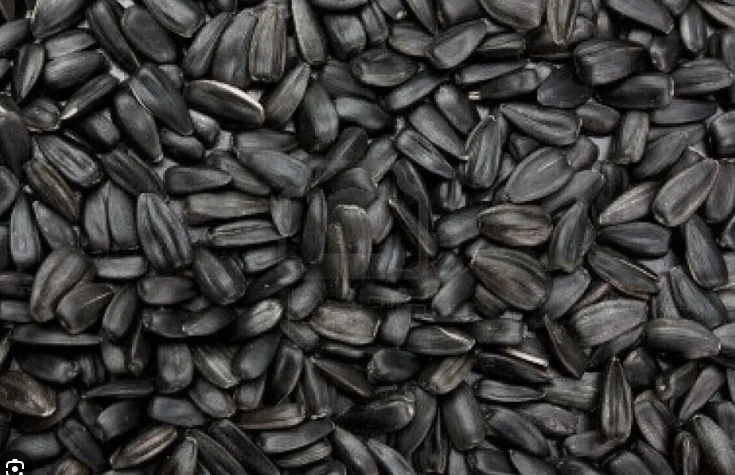 Avigrain Black Sunflower 15kg