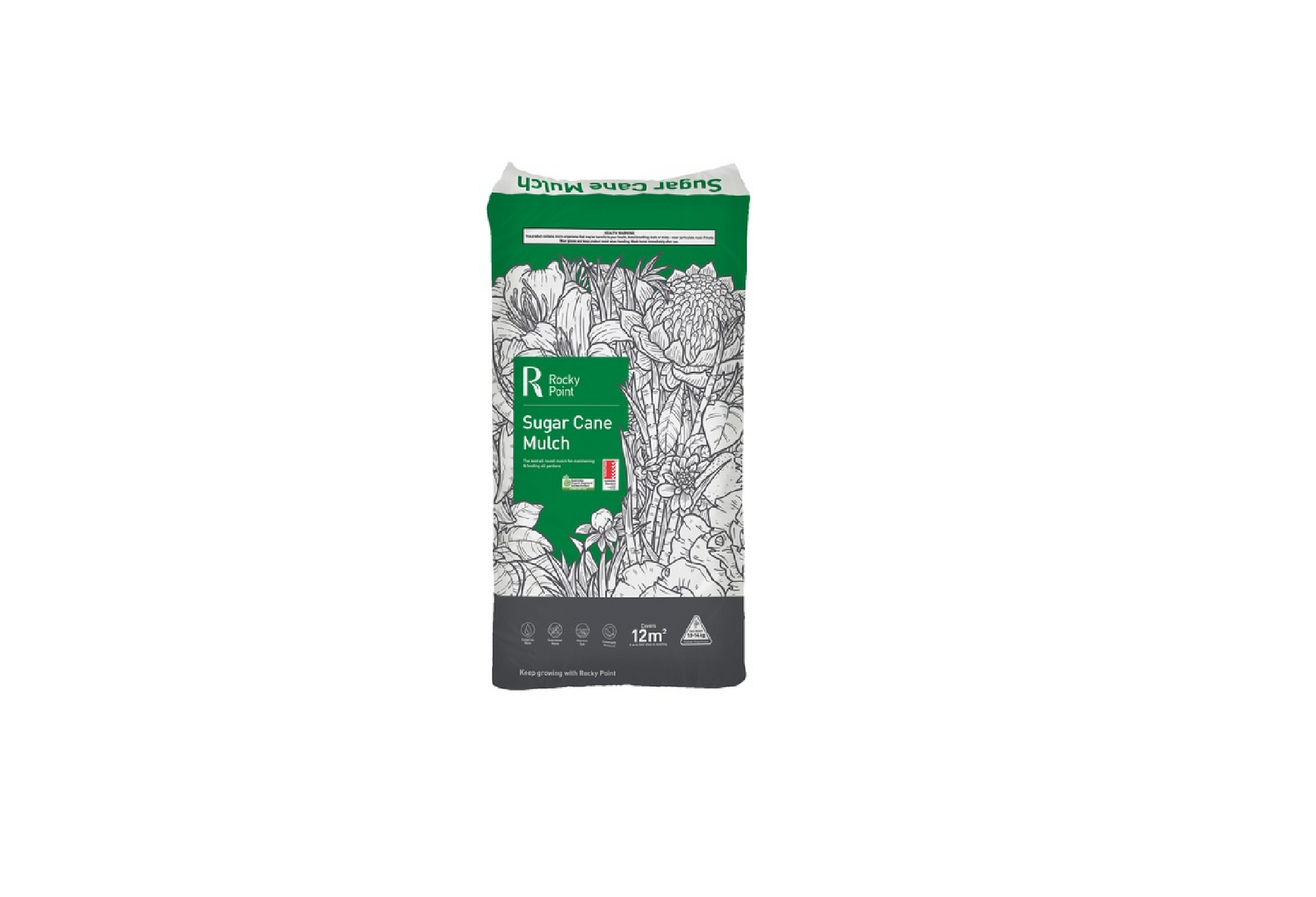 Rocky Point Sugar Cane Jumbo Green