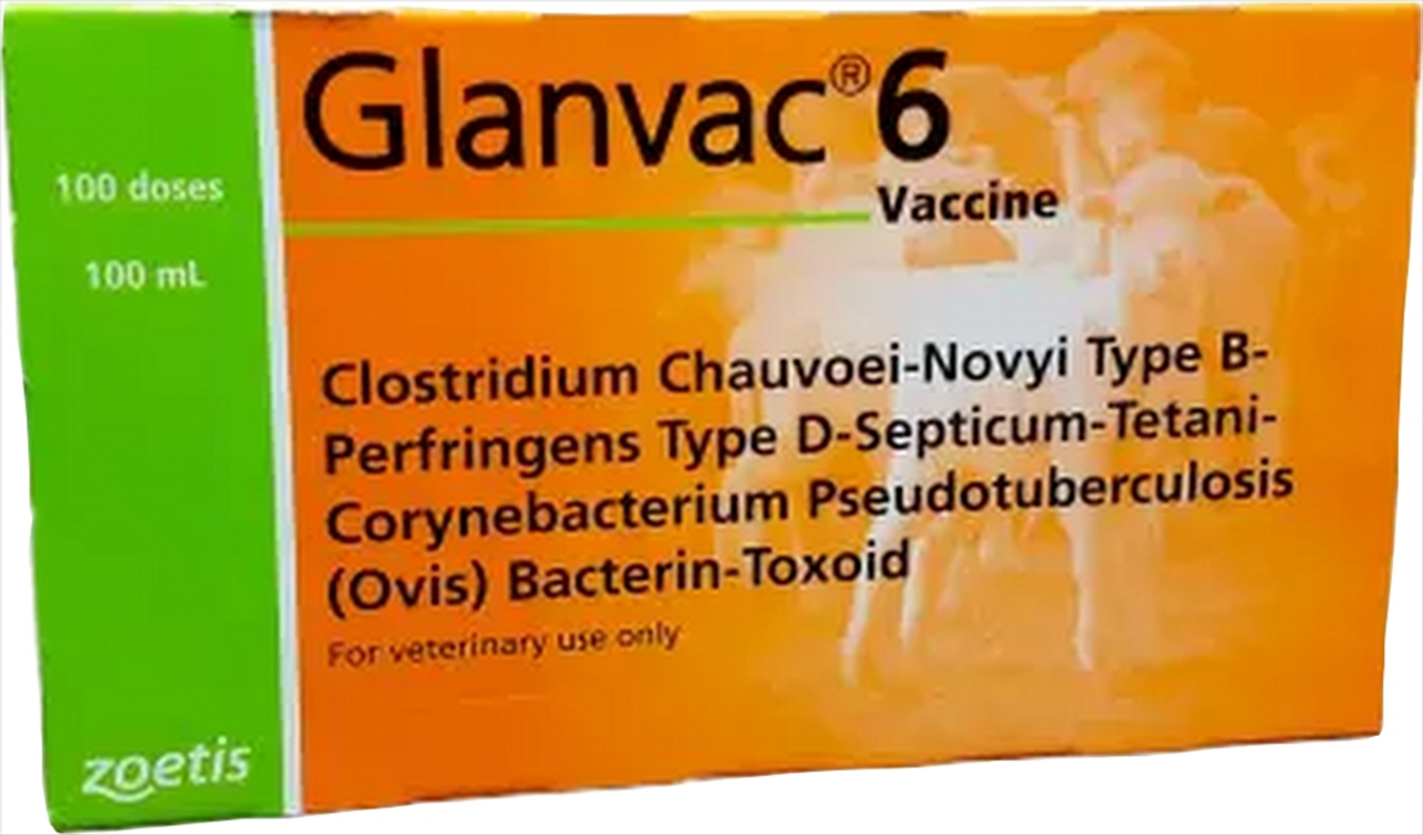 Zoetis Glanvac 6 [Siz:100ml]