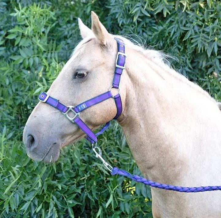 Anipal Headstall and Lead Set [Siz:Pony Col:Lilac]